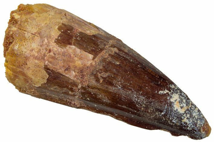 Fossil Spinosaurus Tooth - Real Dinosaur Tooth #310831